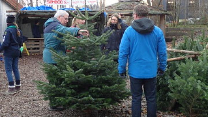 Julens flotteste juletrær sælges hos Stenlænderne