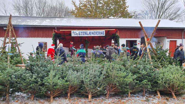 en række juletræer står opstillet og venter på at blive solgt, bag dem ser en gruppe mennesker, inklusive julemanden, på en scene. Stenlændernes logo er øverst på scenen, og der sker lidt underholdning på scenen