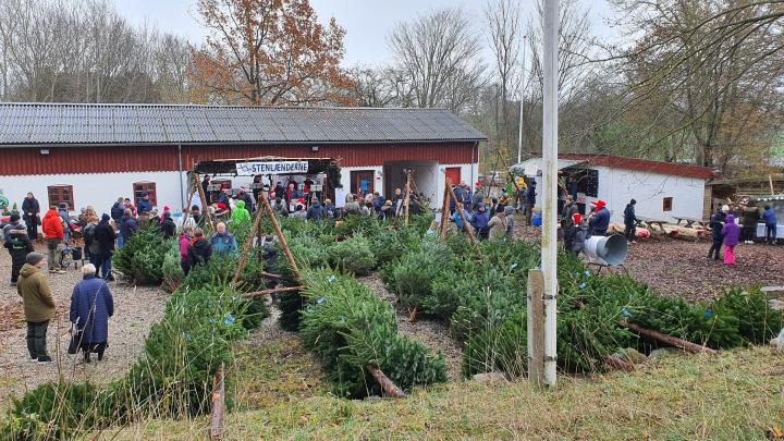 Maglevad med juletrær og folk som nyder julemarkedet